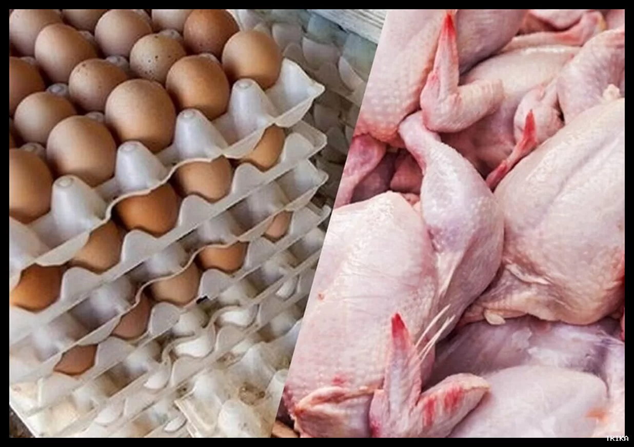 مصرف مرغ ۲۰ درصد کاهش یافته است